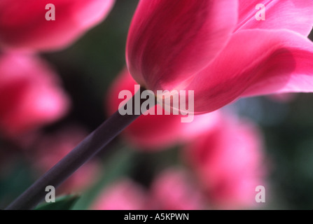 Tulpen. Seitenansicht einer saisonalen Peer Gynt rosa Tulpe, die in einem Frühlingsblumenbett in einem botanischen Garten wächst Stockfoto
