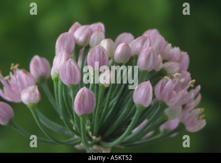 Allium Senescens Subspecies Montanum. Ornamentale Zwiebel Stockfoto