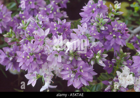 Hebe 'Youngii'. AGM-Sy Carl Teschner. Stockfoto