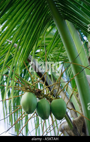Kokosnüsse hängen von Baum Stockfoto