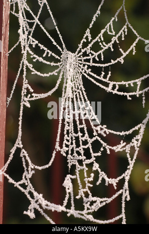 Winterfrost auf eine Spinnen-Netz Stockfoto