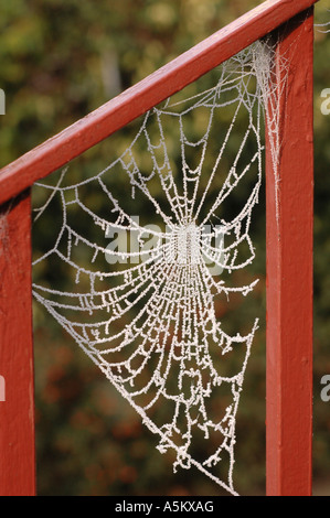 Winterfrost auf eine Spinnen-Netz Stockfoto