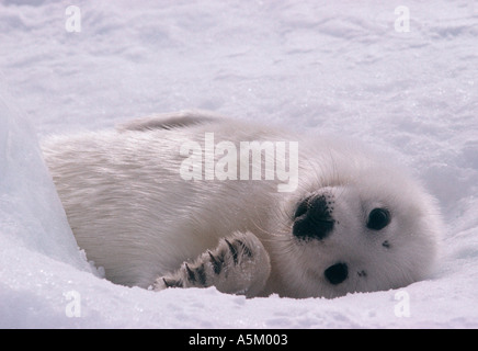 Harp Seal pup Stockfoto