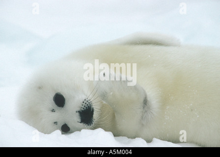 Harp Seal Pup auf Eis Stockfoto