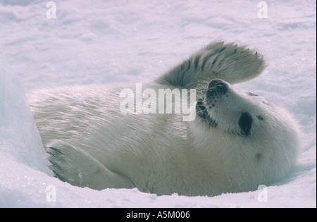 Harp Seal Pup liegt auf Eis Stockfoto