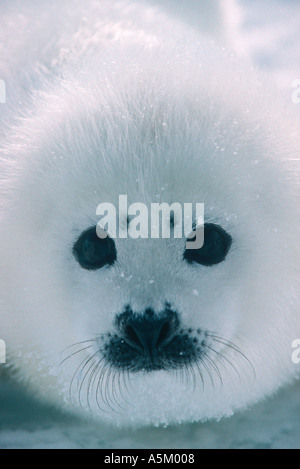 Harp Seal Pup Gesicht auf Stockfoto