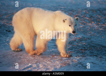 Eisbär in Sonne Stockfoto