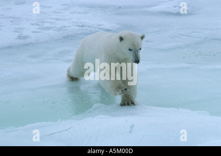 Eisbär springen Stockfoto