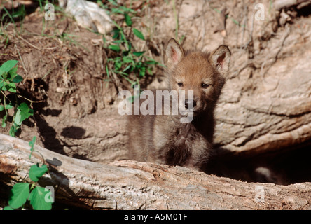 Junger Wolf cub Stockfoto