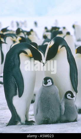 Kaiserpinguine Küken Stockfoto