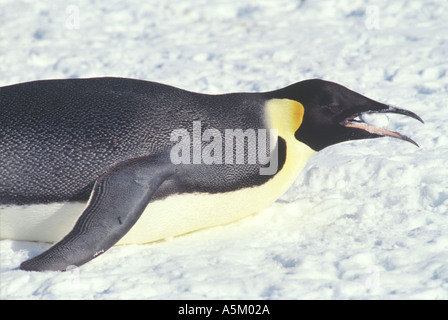 Kaiser-Pinguin Schnee Essen Stockfoto