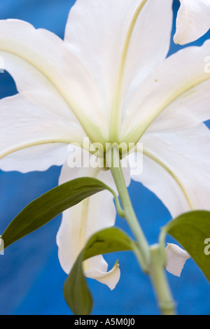 Easter Lily Stockfoto