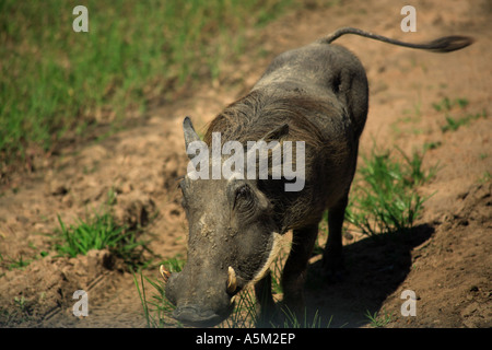 Afrikanische Warzenschwein, die entlang der Straße in Masai Mara Kenia Afrika Stockfoto