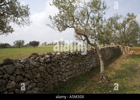 Olivenbäume in Apulien, Süditalien. Stockfoto