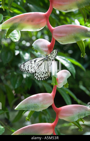 Ideopsis gaura perekana Schmetterling an den rosa Blüten der Heliconia chartaceae im botanischen Garten von Kuala Lumpur Stockfoto