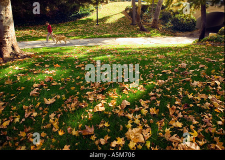 Weibliche Hundebesitzer geht hier golden Retriever Hund im Neiborhood Park im Herbst Stockfoto