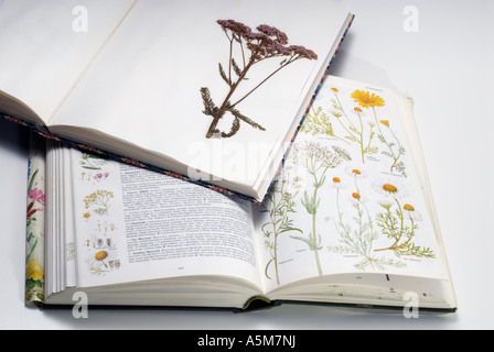 "Trockenblumen" und Identifizierung Buch Stockfoto
