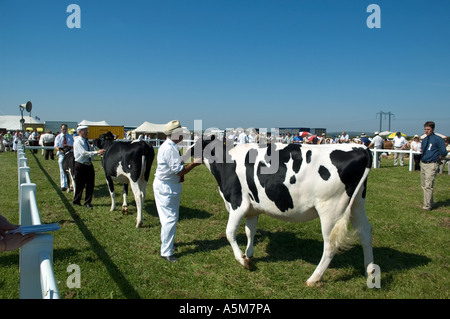 friesische Kühe beurteilt bei Stithians Agricultrural zeigen in Cornwall, england Stockfoto