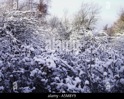 Morgen Schnee auf Parkhall Land-Park, Stoke-On-Trent, Staffordshire. Stockfoto