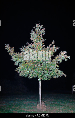 Baum Nacht Dunkel Blitz Angeblitzt Baum zu Botanik Fauna Pflanze bis Vegetation Baumstamm Baumstämme Laub Natur Baum tre Stockfoto