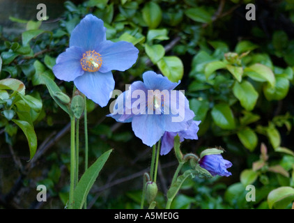 Himalaya Blue Mohn (Meconopsis Betonicifolia). Mitte Lodge, Bonnington, Lanark, Schottland Großbritannien, Europa. Stockfoto