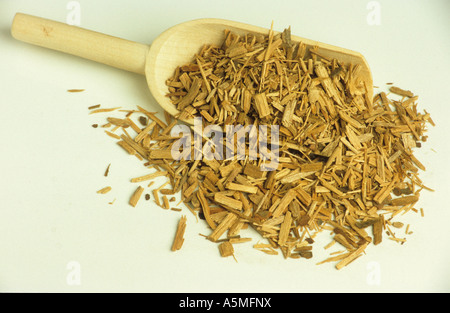 Sassafrasholz Geschnitten Getrocknet Sassafrs Holz geschnittene getrocknete Sassafras Sassafras Albidum Heilpflanzen Pflanze Botanik Heilkra Stockfoto