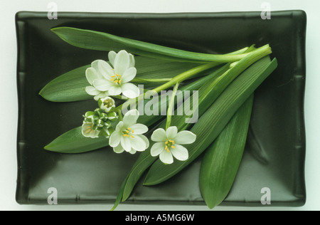 Ornithogalum Umbellatum, Star-of-Bethlehem, Grass Lily, Heilpflanze Stockfoto