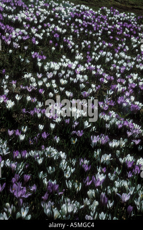Fruehlings-Safran-Krokus Crocus Albiflorus Kit Iridaceae Berner Alpen der Schweiz Stockfoto