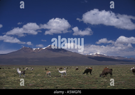 Alpaka Lama Pacos Herde weiden am Sajama Nationalpark Altiplano Cordillera Occidental Anden Bolivien Stockfoto