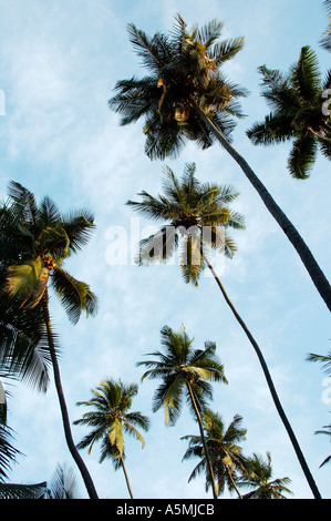 RAJ98872 Low-Winkel von vielen Kokospalmen in einem Palmengarten mit blauen Himmel und weiße Wolken Indien Stockfoto