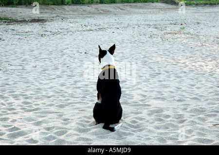 Rückseite eines einzelnen schwarz-weißen Hundes mit Halsband um den Hals, der ruhig und geduldig am Strand aus weißem Sand sitzt Stockfoto