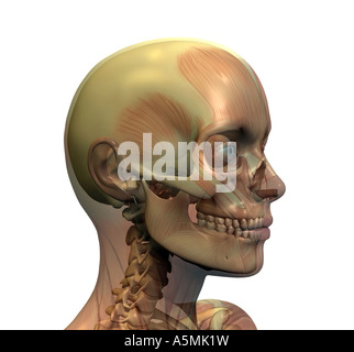 Anatomie Kopf Anatomie Kopf Stockfoto