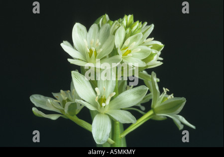 Ornithogalum Umbellatum, Star-of-Bethlehem, Grass Lily, Heilpflanze Stockfoto