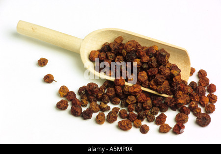 Holzschäufelchen Mit Getrockneten Früchten hölzerne Schaufel mit getrockneten Früchten Eberesche Sorbus Rowan Eberesche Sorbus aucuparia Stockfoto