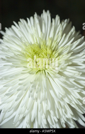 Makrodetail einer weißen Chrysanthemenblume vor dunklem Hintergrund. Nahaufnahme der zarten Blütenblätter und des hellgrünen Zentrums. Stockfoto