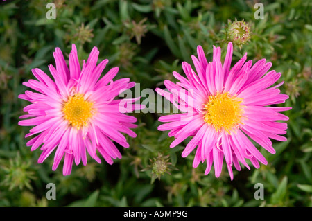 Paar von gelb rosa violetten Blüten der Aster Novi-Belgii Var LITTLE PINK LADY Stockfoto