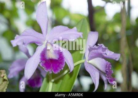 Blau violett paar Orchideenblüten Stockfoto