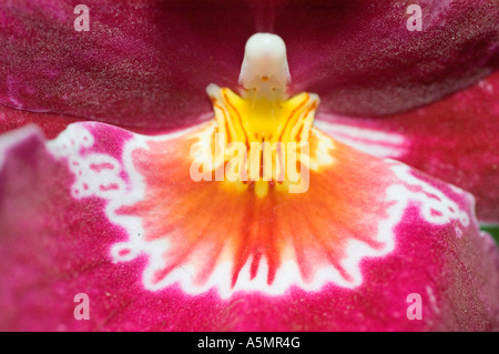 Makroaufnahme einer leuchtenden weißen, rosa und violetten Miltonia-Orchideenblume mit komplizierten Mustern auf dem Labellum und der Säule. Stockfoto