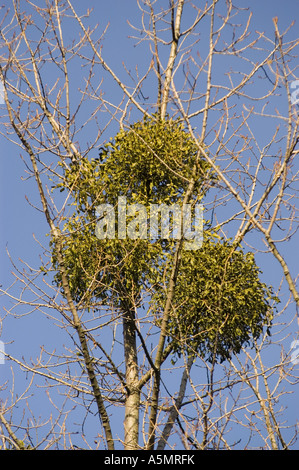 Mistel - Viscum Album auf Baum mit blauem Himmelshintergrund Stockfoto