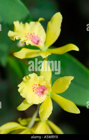Leuchtend rote gelbe Orchideenblüten blühen in einem tropischen Garten mit üppig grünen Blättern im Hintergrund, Naturfotografie aus nächster Nähe. Stockfoto