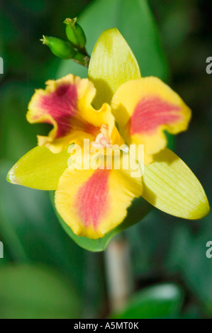 Nahaufnahme von leuchtend roten gelben Orchideenblüten, die in einem üppig grünen Garten mit natürlichem Sonnenlicht blühen. Stockfoto