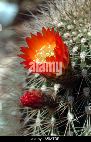 blühende Kakteen Mammillaria Sempervivi Stockfoto