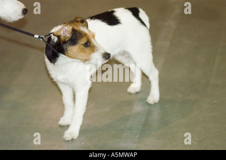 Jack Russell Terrier an der Leine beim Poznan Dog Fair Wettbewerb in Polen. Dreifarbiger Hund, der auf einem grauen Boden während einer Hundeshow steht. Stockfoto