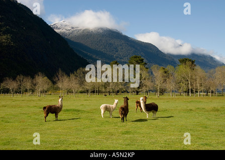 Chile Lake Country Alpakas und Lamas sind Kameliden für Wolle Alpakas und Lamas in einer grünen Wiese in der Nähe von Peulla angehoben Stockfoto