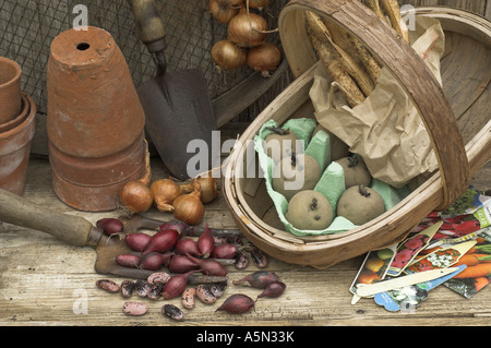 Rustikale Potting Shed Stillleben mit Gartengeräten Zwiebel setzt Schalotten Runner Bean und Saatgut Stockfoto