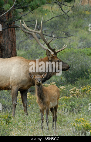 Bull Elk steht Wache über einen jungen Elch in Rocky Mountain Nationalpark Stockfoto