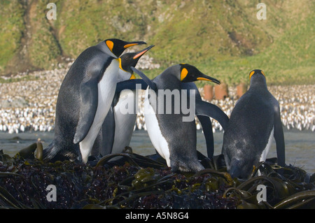 King Penguins Macquarie Island, Australien Stockfoto
