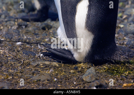 King Penguin Macquarie Island Stockfoto