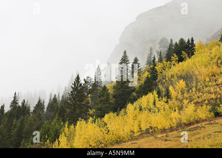 Nebel nähert sich: Eine Bank von Nebel nähert sich einen Stand von Bäumen und gelbe Bürste an einem steilen Hang Stockfoto