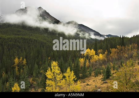 Cloudy Hills: Eine Kette aus Wolke umgibt einen bewaldeten Berg Seite gelben Herbstfarben an den Bäumen Stockfoto